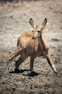 Female greater kudu stands in muddy waterhole