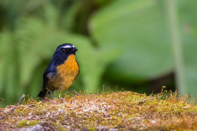 Close-up of a bird perching on a field