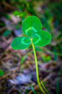 Close-up of plant growing on field