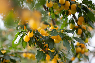 Close-up of fruits growing on tree