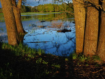 Scenic view of lake in forest