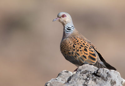 Close-up of bird perching on rock