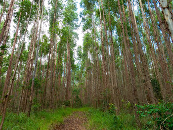 Pine trees in forest