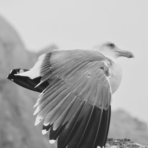 Close-up of bird flying against blurred background