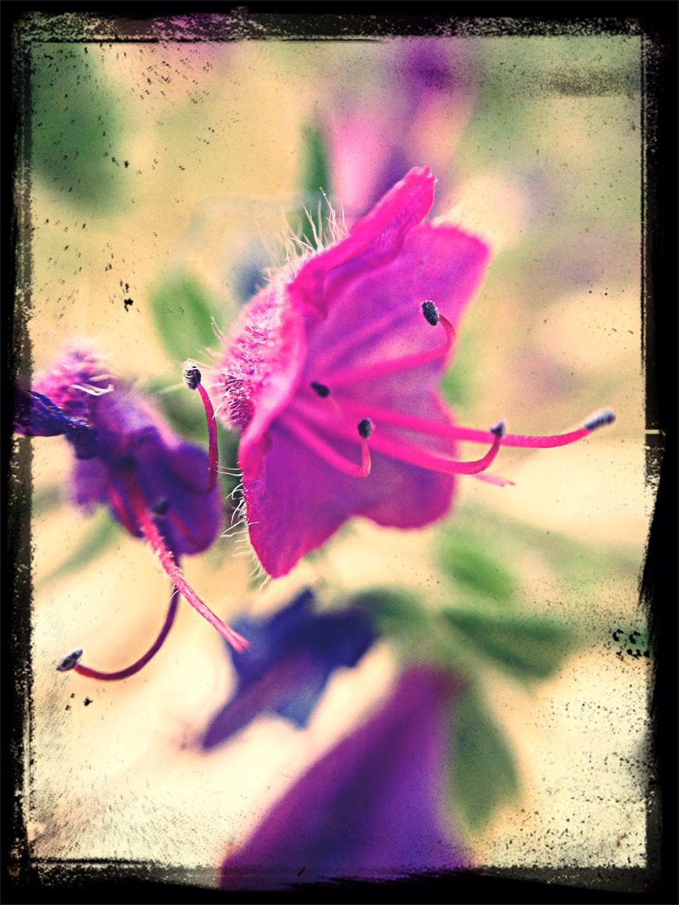 transfer print, auto post production filter, flower, pink color, petal, fragility, close-up, freshness, insect, wildlife, plant, flower head, one animal, animal themes, beauty in nature, nature, animals in the wild, focus on foreground, growth, purple