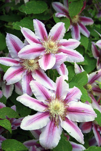 Close-up of pink flowers