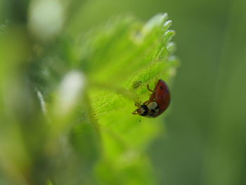 Close-up of ladybug on leaf