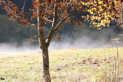 Trees on field during autumn