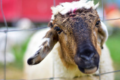 Close-up portrait of an animal