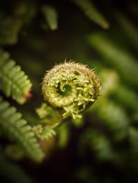 Close-up of white flower buds