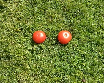 High angle view of fruits on field