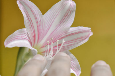 Close-up of hand on pink flower