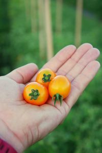 Close-up of person holding tomato