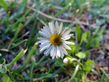 Close-up of daisy