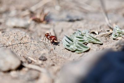 Close-up of ant on rock