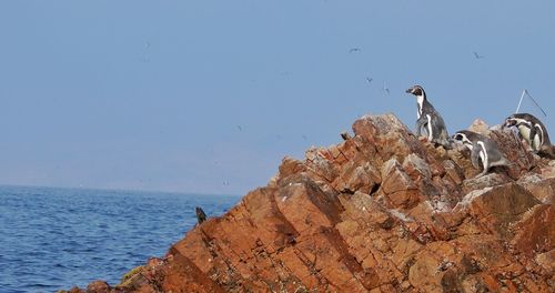 Bird perching on rock by sea against clear sky