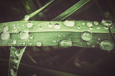 Close up of green plant