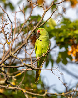 Low angle view of parrot perching on tree