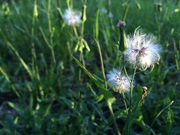 Close-up of white flowers blooming in field