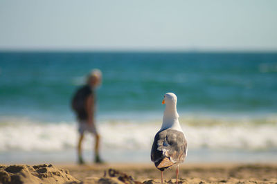 Seagulls on beach