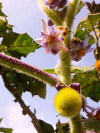 Close-up of fresh pink flowers against sky