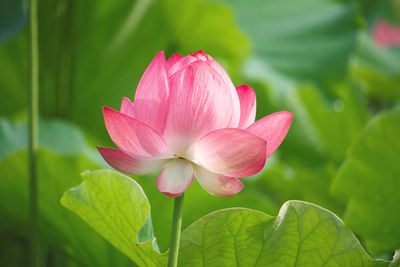 Close-up of pink lotus water lily in pond