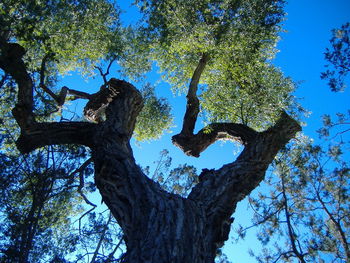 Low angle view of tree against sky