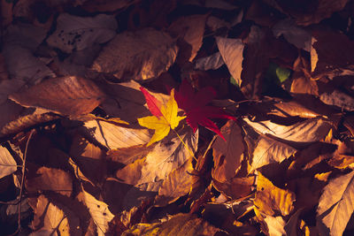 Full frame shot of autumnal leaves