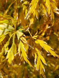 Close-up of yellow plant