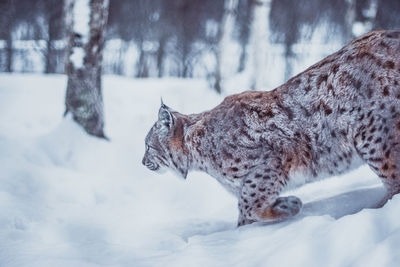 View of cat on snow covered land