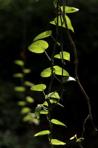 Close-up of plant against blurred background