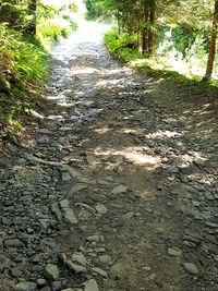 Road in forest