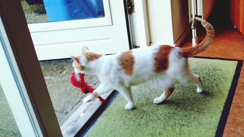 Close-up of cat