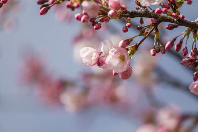 Close-up of pink cherry blossom