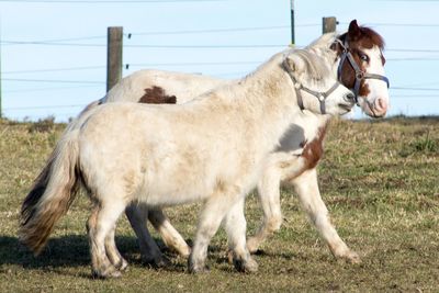 Horse standing in ranch