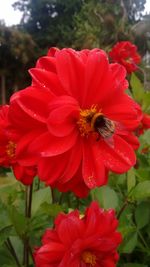Close-up of bee on red flower
