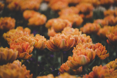 Close-up of orange flowering plants