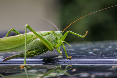 Close-up of insect on leaf