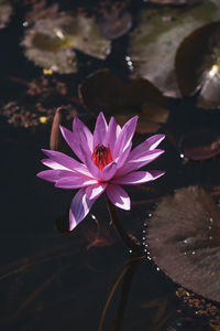 Lotus water lily in pond