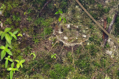 High angle view of plants growing on field