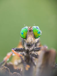 Close-up of insect on flower