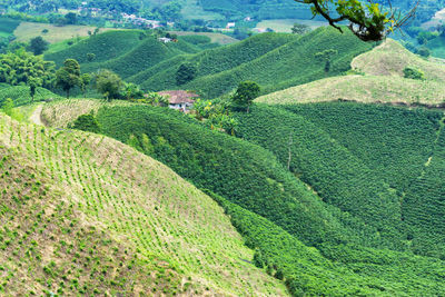 Scenic view of coffee farm