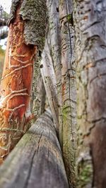 Close-up of tree trunk in forest