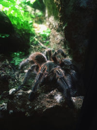 Close-up of spider on rock