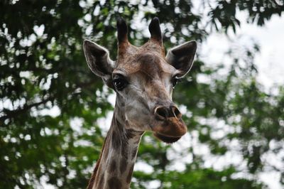 Close-up of giraffe at forest