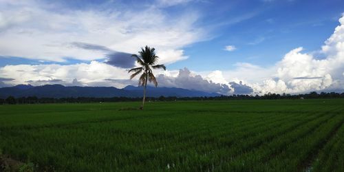 Scenic view of agricultural field against sky