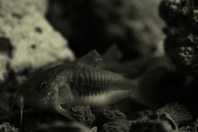 Close-up of fish swimming in sea