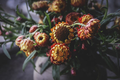 Close-up of flowering plant