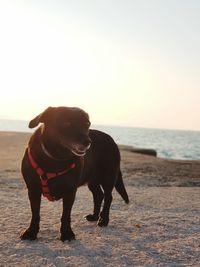 Dog standing on beach