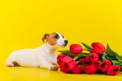 Dog sitting on sofa against yellow background